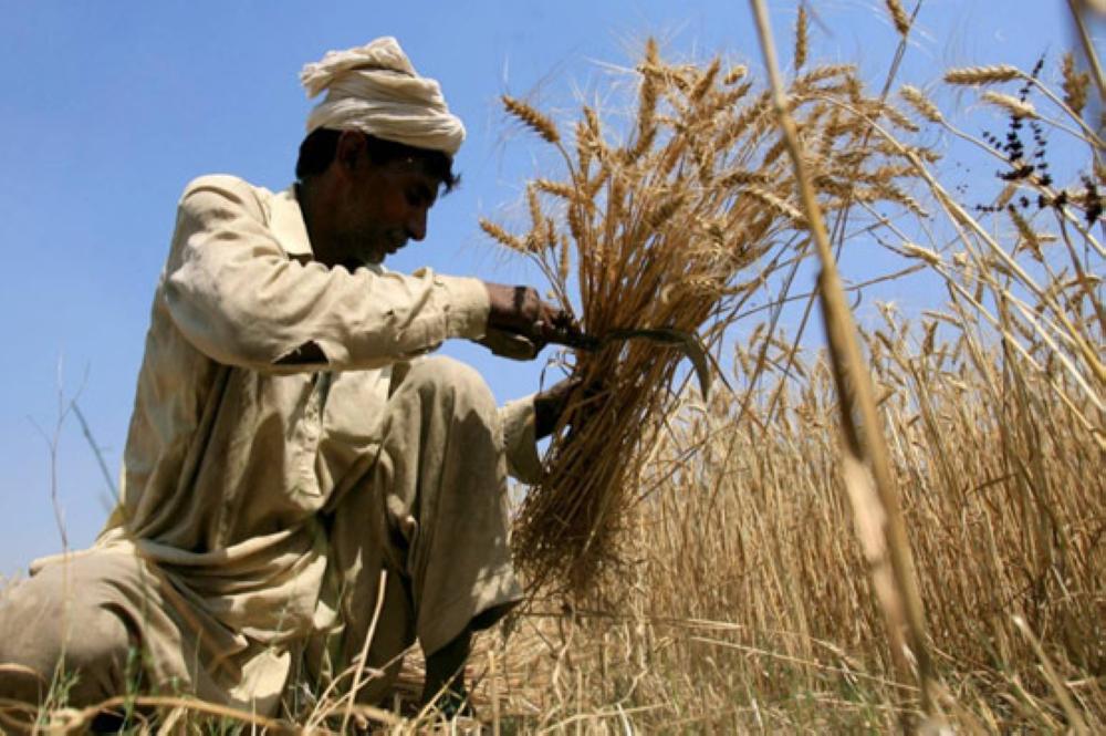 A farmer harvests wheat at a field on the outskirts of Islamabad, Pakistan.