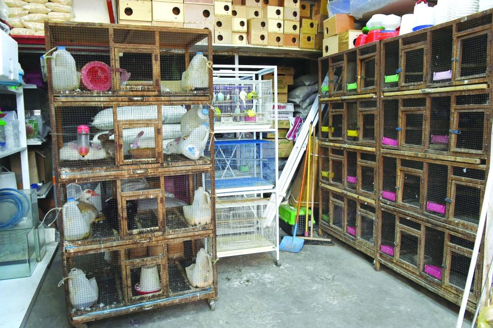 Birds and pet animals are displayed for sale at a popular market in Jeddah. The traders say they have not received any notification of a ban.