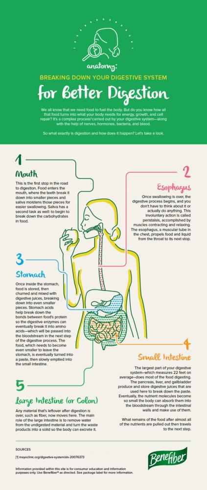 Healthy habits and the digestive system