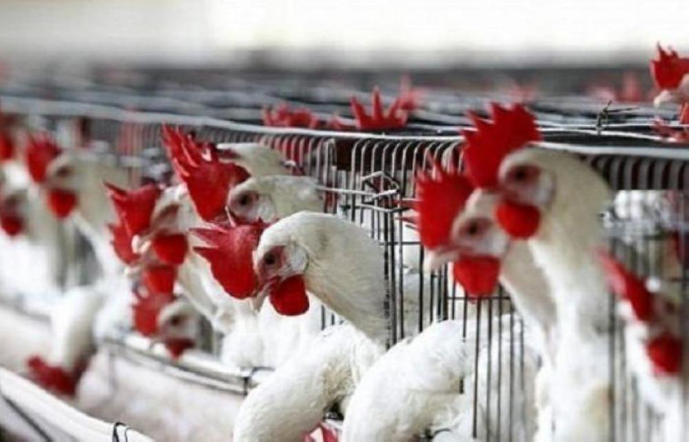 New bird flu cases detected in Riyadh