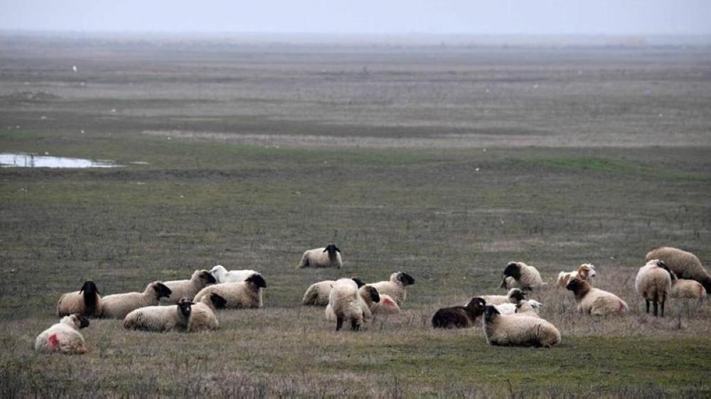One of the most important strategic sites in Europe for the US military has come under threat from a rather unexpected enemy: A flock of sheep.
