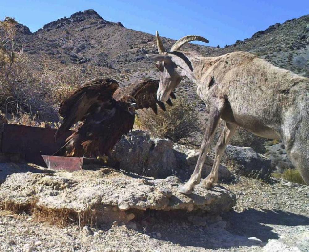 In this photo from a US Fish and Wildlife Service motion-activated camera, a golden eagle confronts a desert bighorn sheep at Desert National Wildlife Refuge in Nevada. - AP