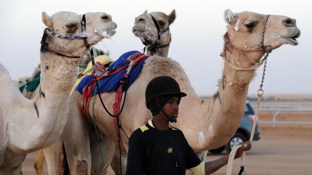 World’s tallest camel at the festival near Riyadh