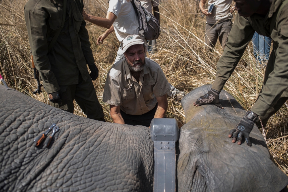 African Parks veterinarian Pete Morkel, center, surrounded by rangers puts a collar on a tranquilized elephant at Pendjari National Park near Tanguieta on Jan. 10, 2018.  A telemetric or specific monitoring system of key species such as elephants, lions, leopards and cheetah are being implemented at Pendjari National Park by African Parks and the Benin Government in order to understand the movement of key species contributing to anti poaching and conservation efforts. - AFP