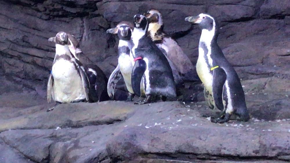 The newly arrived Humboldt penguins. — Courtesy photo