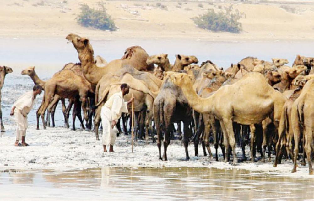 Health experts reject
camel owners' claim