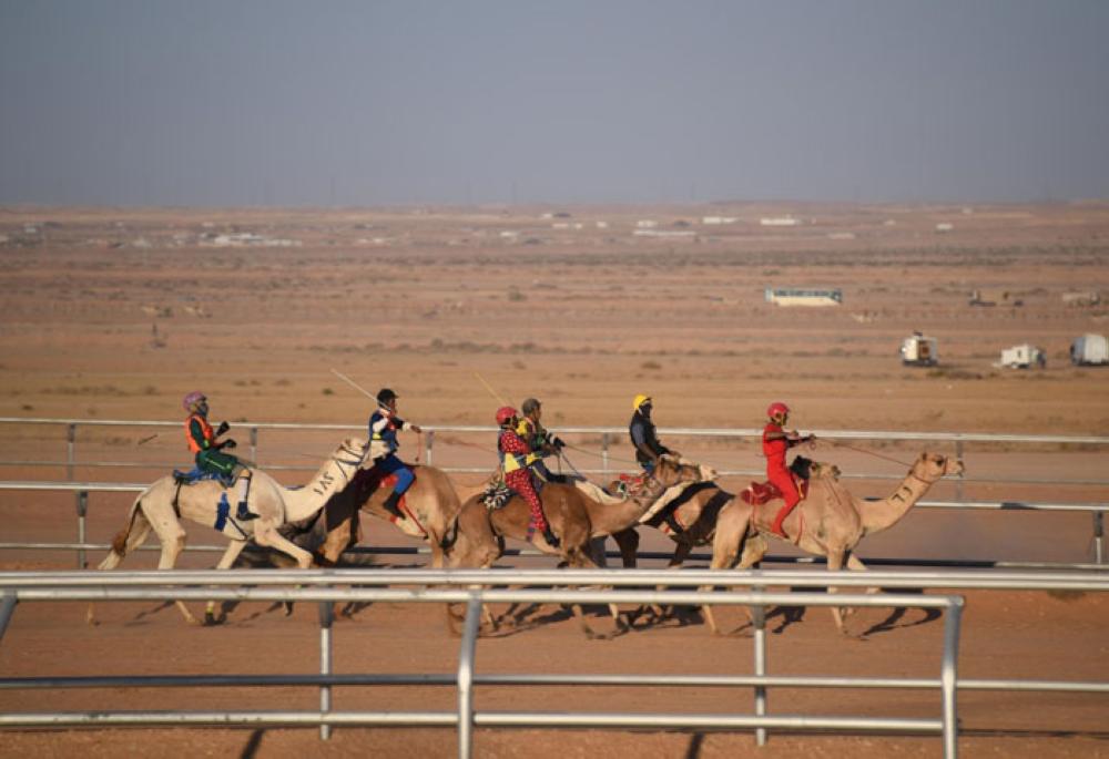 Camel race, operetta mark the opening of Janadriya festival