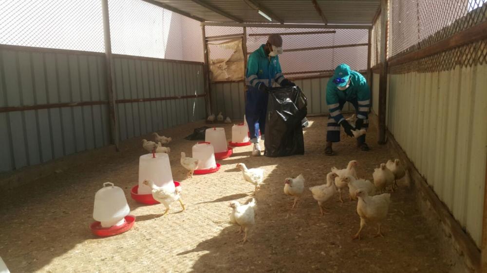 Combatting avian flu
