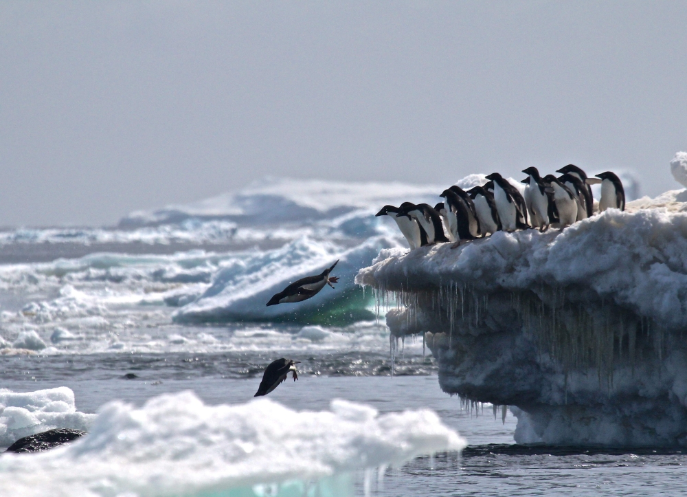 This undated handout photograph released by Stony Brook University/ Louisiana State University on Friday, shows Adélie penguins leaping off an iceberg at Danger Islands, Antarctica. — AFP