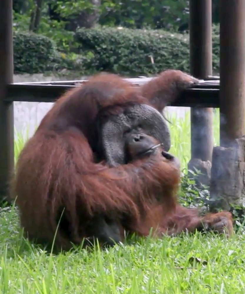 This video frame grab released by the Indonesia Animal Welfare Society shows a Bornean orangutan named Ozon smoking a cigarette in its zoo enclosure in Bandung, about 150 kilometers southeast of Jakarta. - AFP