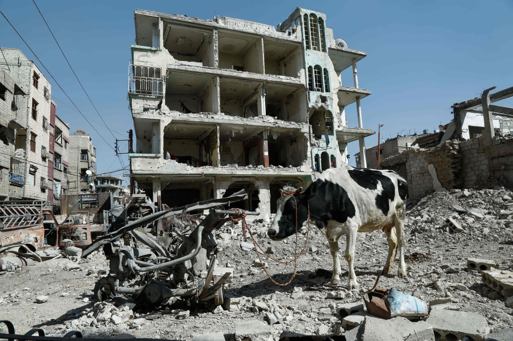 A cow is seen attached to scrap metal near destroyed buildings in Douma, in the rebel enclave of Eastern Ghouta on the outskirts of Damascus. — AFP