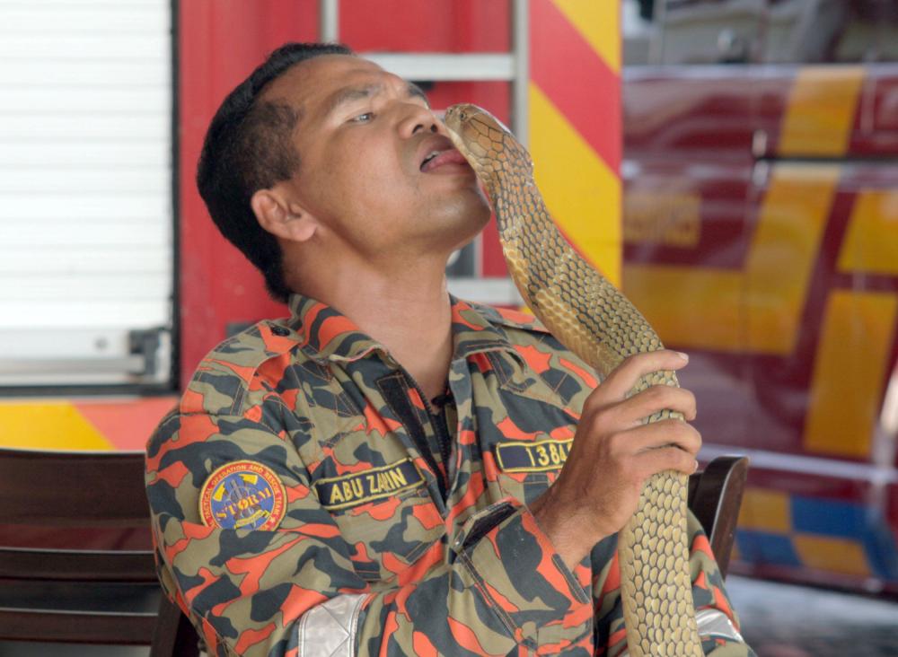 Abu Zarin Hussin licks one of his pet King Cobras during a performance in Kelantan, Malaysia in this undated file photo.