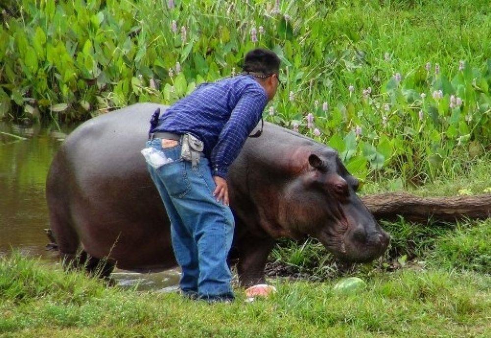 A resident pets Tyson the stray hippopotamus after offering him a watermelon in Veracruz, Mexico on Wednesday. - AFP