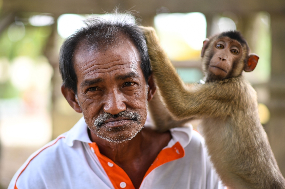 A pig-tailed macaque is seen picking trainer Wan Ibrahim Wan Mat's hair outside his house in the village of Melor in the northern state of Kelantan, Malaysia. For a small fee people across the country send their macaques to the famed school, where they are put on thin chains like leashes and trained to clamber up palm trees and pick coconuts. - AFP