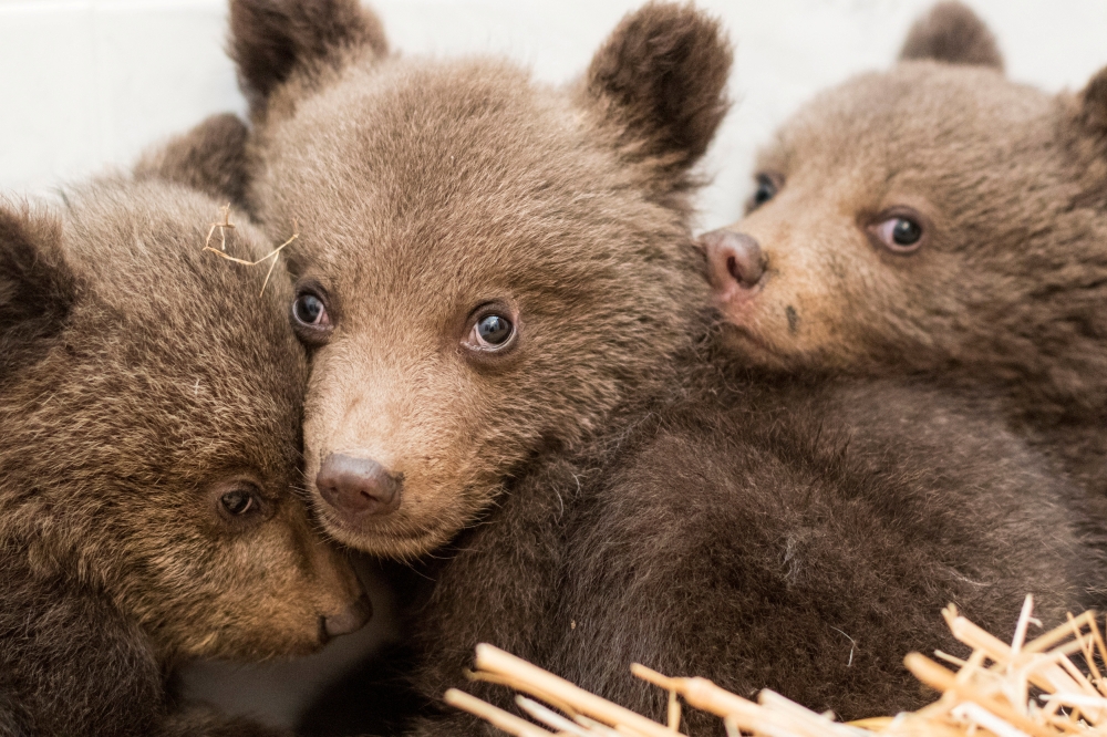Three bear cubs who were found by Bulgarian authorities in the wild and rescued are seen at the Dancing Bears Park near Belitsa, Bulgaria on Tuesday. - AFP