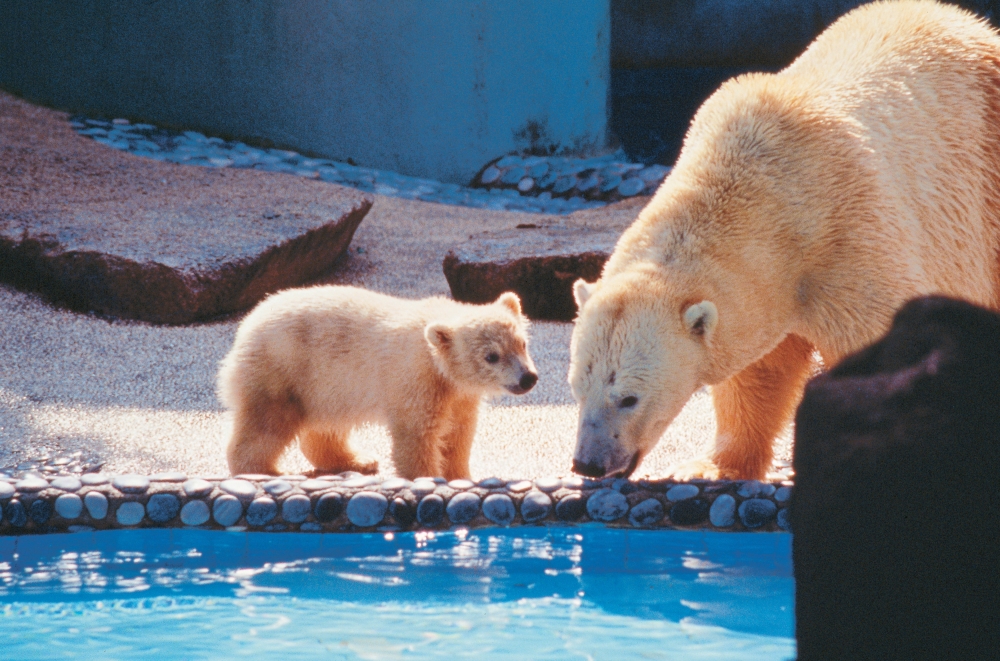 Polar bear Inuka is pictured next to mother Sheba in this undated handout photo released by Wildlife Reserves Singapore on Wednesday. — Reuters