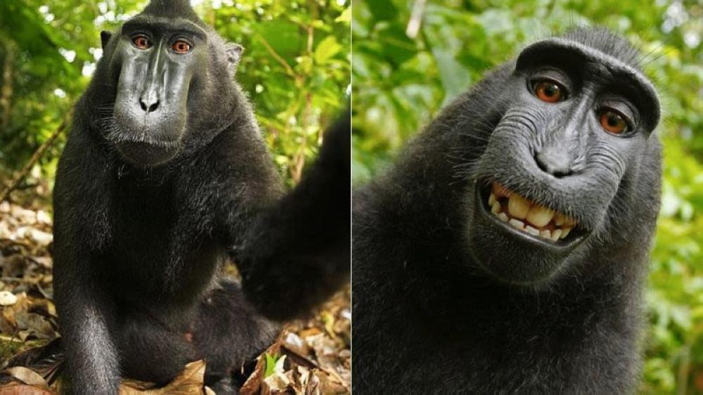 Naruto the monkey's selfies prompted animal rights group PETA to file a lawsuit on his behalf.