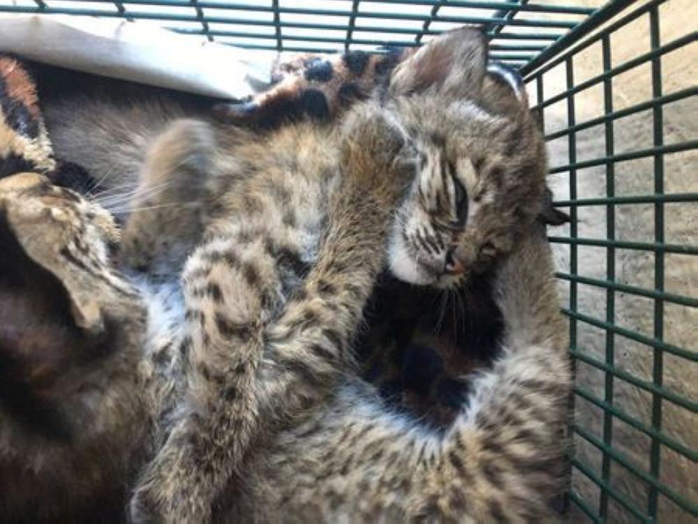 Two baby bobcats which were surrendered to an animal shelter this week after a local family brought them into their home, believing they were domestic cats, and were bitten while trying to feed them, are seen in San Antonio, Texas on Sunday. - Reuters