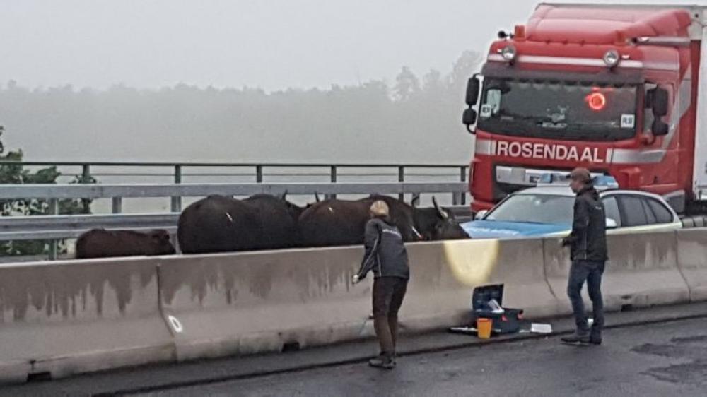 Water buffaloes stand on a highway near Leverkusen, Western Germany on Monday. - AP