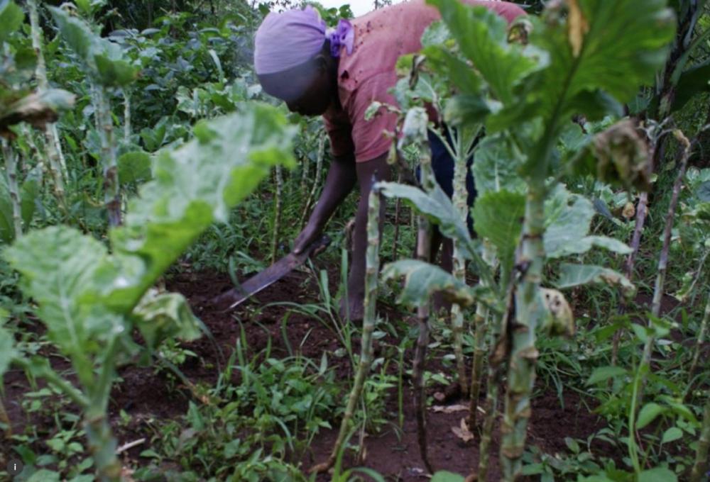 Phyllis Mugeni working at her greens garden along the edges of river Naka in central Kenya. Slow land adjudication is putting pressure on wetlands in rural Kenya. — Thomson Reuters Foundation/