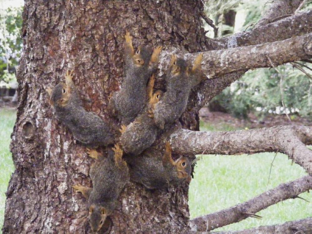 This photo provided by Craig Luttman shows the tails of six young squirrels stuck together by tree sap in the Omaha, Nebraska suburb of Elkhorn. - AP