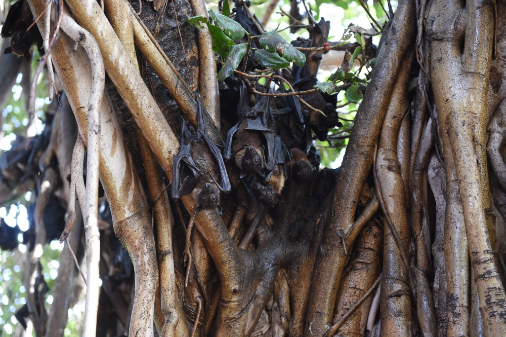 Indian bats cling onto the branches of a banyan tree on the campus of Gujarat College in Ahmedabad in this April 29, 2018 file photo. — AFP 