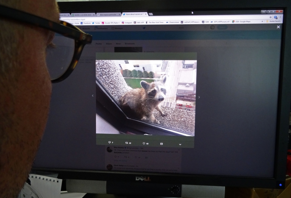 An editor looks at the Twitter feed of a racoon that has captivated audiences on social media in Washington, DC, on Wednesday. Shortly after the racoon got stranded Monday on the ledge of a building in St. Paul, Minnesota, office workers, onlookers and reporters started tracking its ascent of a 23-story tower. The racoon was finally trapped and rescued after reaching the roof. — AFP