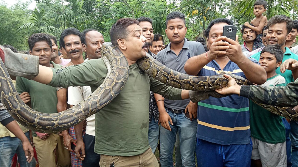 Forest range officer Sanjay Dutta, center, holds a 30-feet-long python weighing 40 kg at Sahebbari village in Jalpaiguri district, some 35 km from Siliguri, India, on Sunday. 