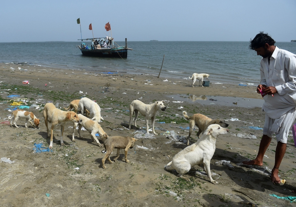 Pakistani fisherman Muhammad Dada give food to dogs on Dingy Island in Karachi in this April 3, 2018 file photo. — AFP