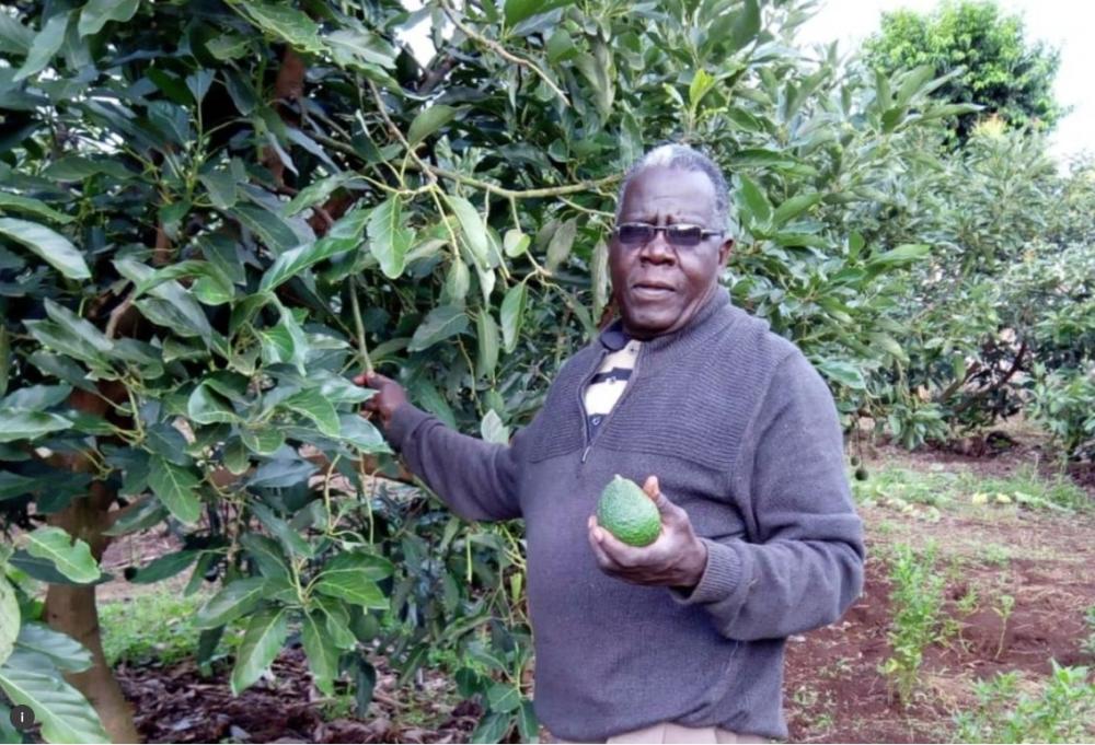 Gideon Gitonga tends his avocado trees on his two-acre farm in Mugambone village in Meru, Kenya, July 4, 2018. Thomson Reuters Foundation/Caroline Wambui