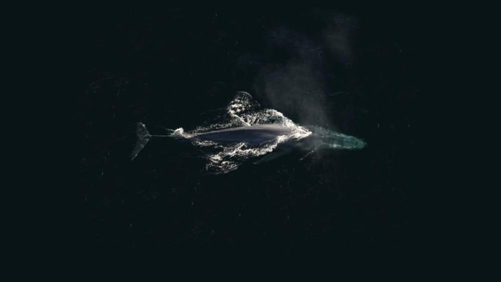 'Blue Whale' causes social media stir