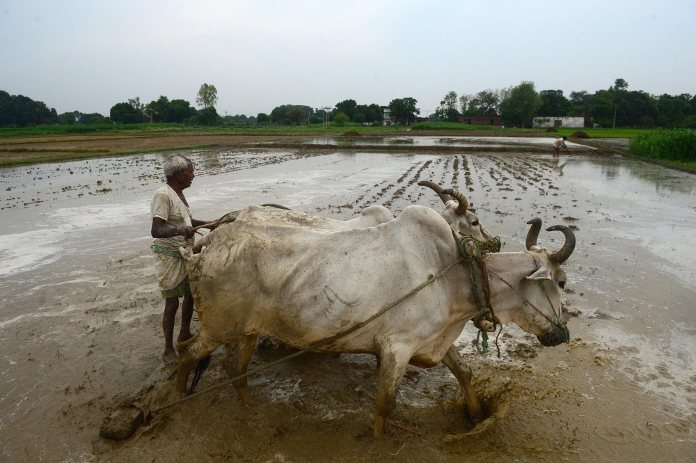 An Indian farmer ploughs a paddy field with cows following monsoon rains in Phafamau village near Allahabad in this July 12, 2018 file photo. — AFP