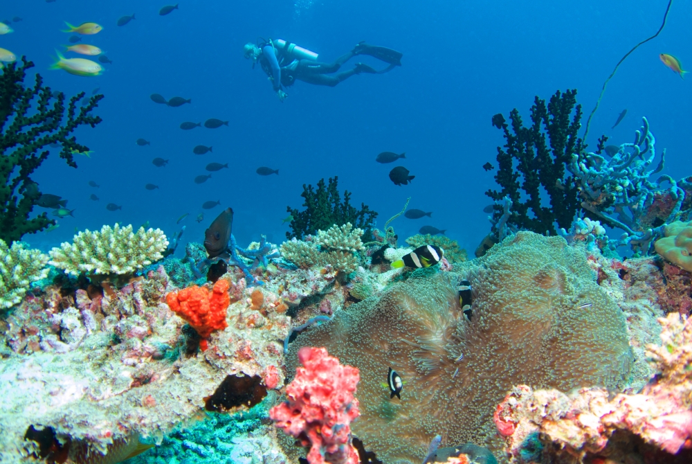 Baros Maldives inspires reef regeneration