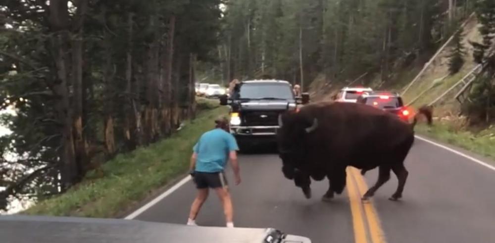 This video grab shows a bison charging at a man identified as Raymond Reinke in Yellowstone National Park.