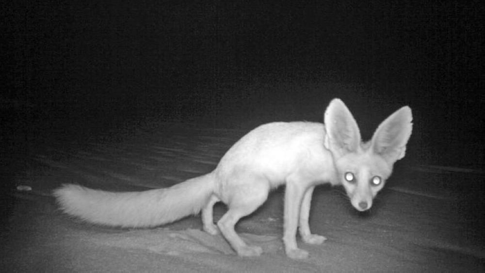 Rüppell's Fox, also known as Desert Fox, is among only three fox species found in the UAE. — Courtesy photos