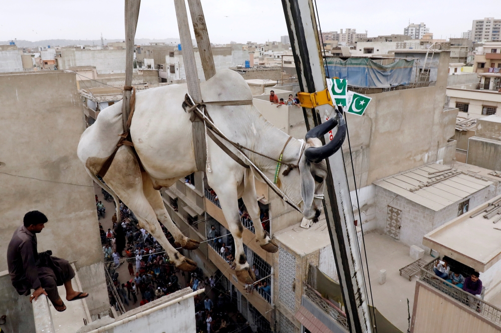 A sacrificial cow is lowered from a rooftop by crane, ahead of the Eid Al-Adha festival in Karachi, Pakistan, in this Aug. 12, 2018 file photo. — Reuters