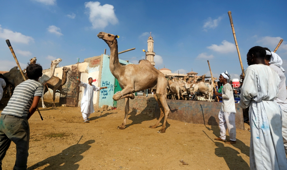 Camel traders show camels to prospective buyers at the Birqash Camel Market, ahead of Eid Al-Adha, on the outskirts of Cairo, on Friday. — Reuters