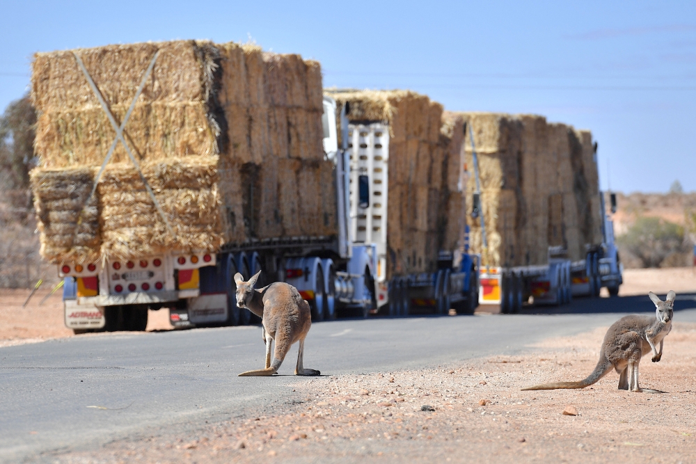 Kangaroos can be seen standing near parked trucks loaded with hay on the outskirts of the western New South Wales town of White Cliffs, in Australia, on Saturday. — Reuters