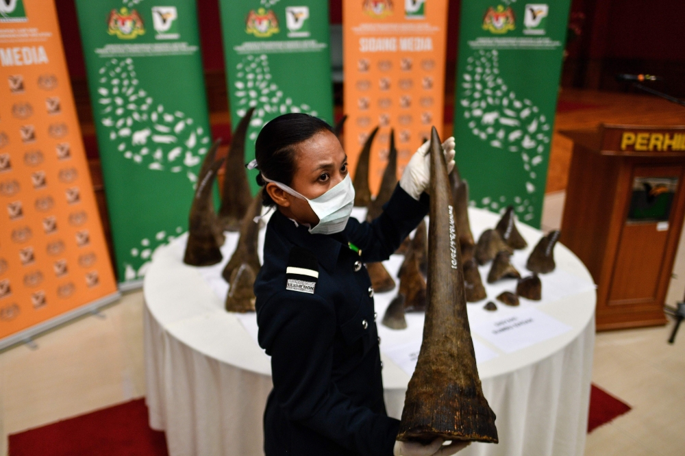A Malaysian Wildlife official displays seized rhino horns and other animal parts at the Department of Wildlife and National Parks headquarters in Kuala Lumpur on Monday. — AFP