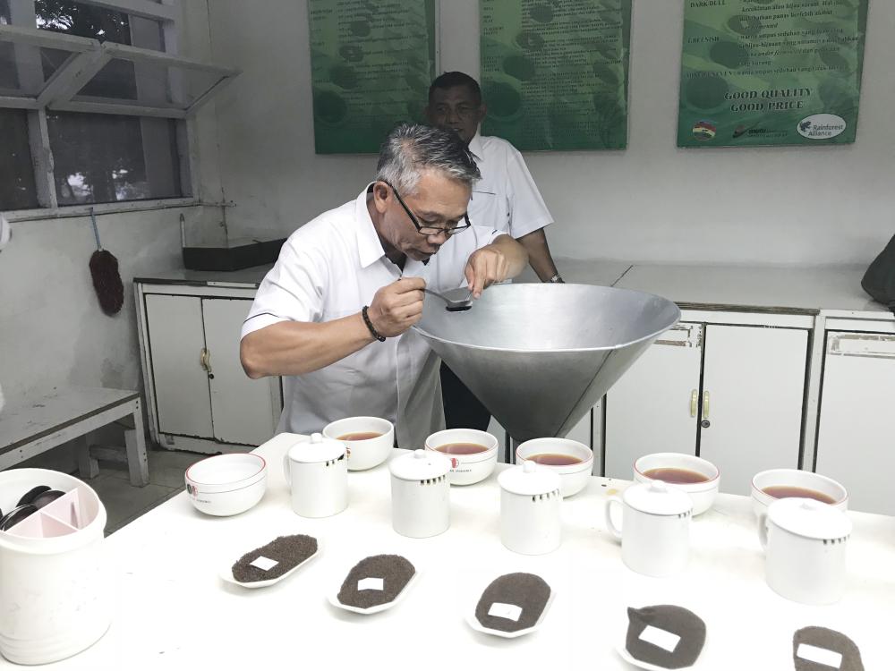 See how black tea is planted, processed and packed… and make your own professional cup of tea