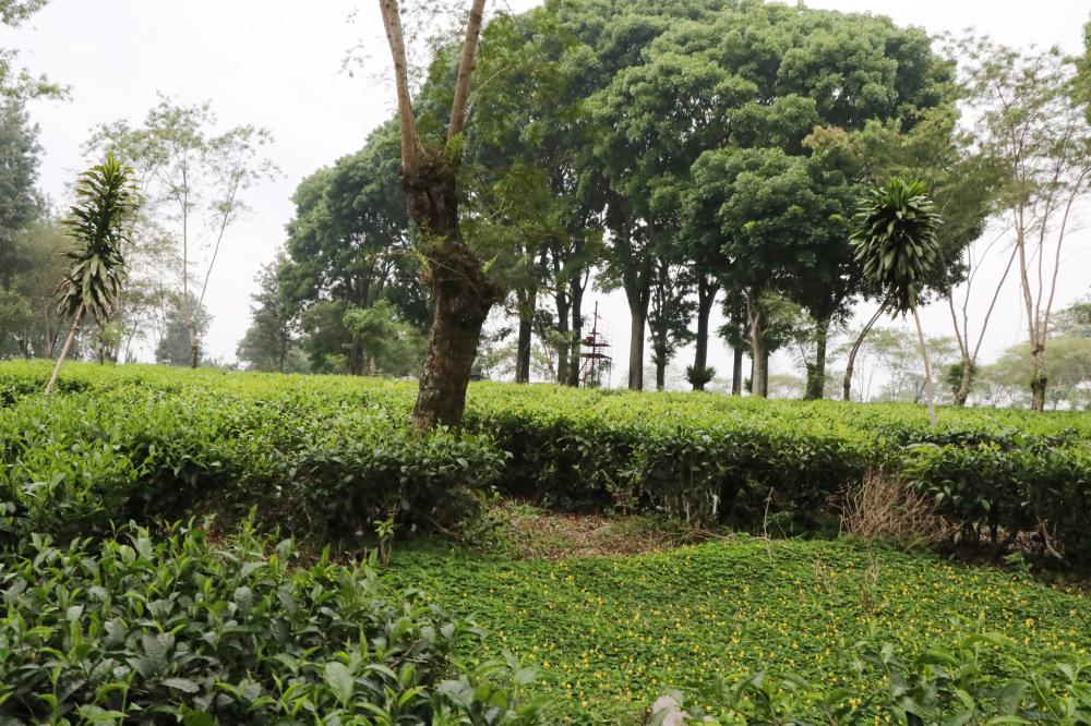 See how black tea is planted, processed and packed… and make your own professional cup of tea