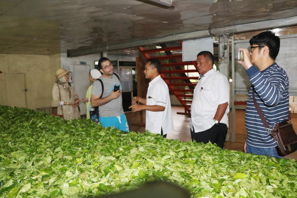 See how black tea is planted, processed and packed… and make your own professional cup of tea