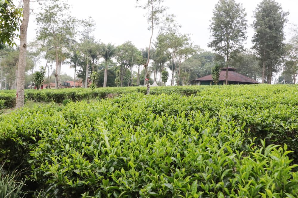 See how black tea is planted, processed and packed… and make your own professional cup of tea