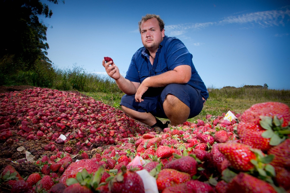 Farmer Aidan Young holds a strawberry as he poses amid strawberries he will destroy following a nationwide needle scare, on his farm in the Glass House Mountains in Queensland, Australia, on Thursday. — AFP