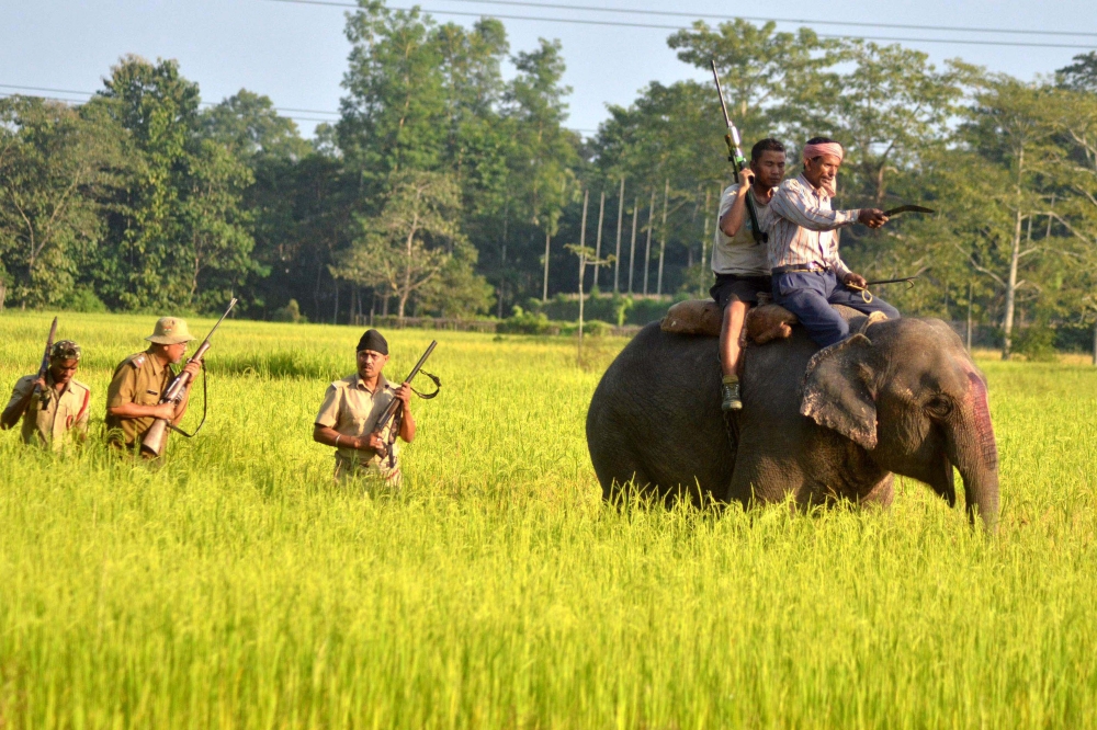 Indian forest officials take part in a search operation for a tiger with the aid of an elephant in a paddy field at Bhumuraguri in Nagaon, some of 180 km east of Guwahati, in this Nov. 9, 2014 file photo. — AFP