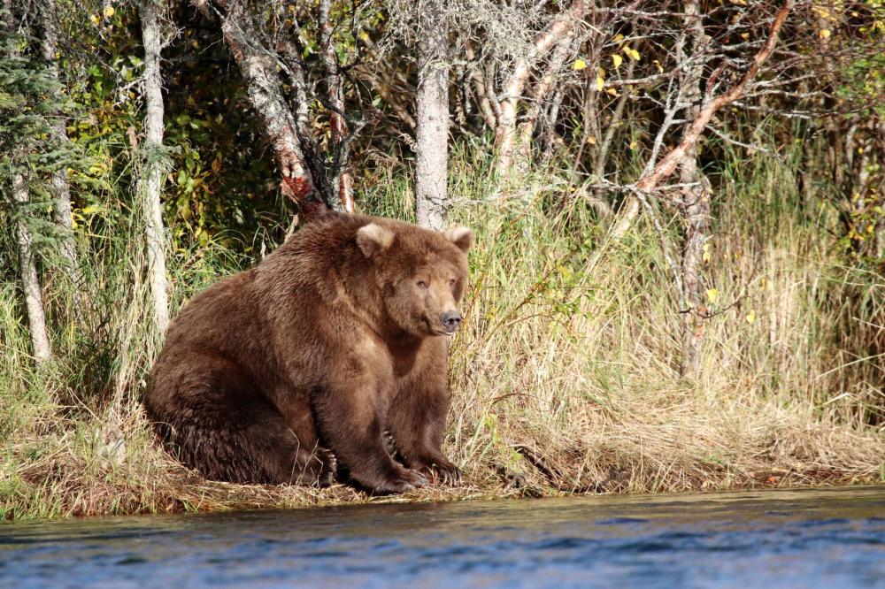 


A shaggy, brown and possibly pregnant mother bear known as 409 Beadnose, crowned on Tuesday as Fattest Bear of 2018, is seen on the bank of Brooks River in Katmai National Park and Preserve, Alaska, US, in this file photo. — Reuters