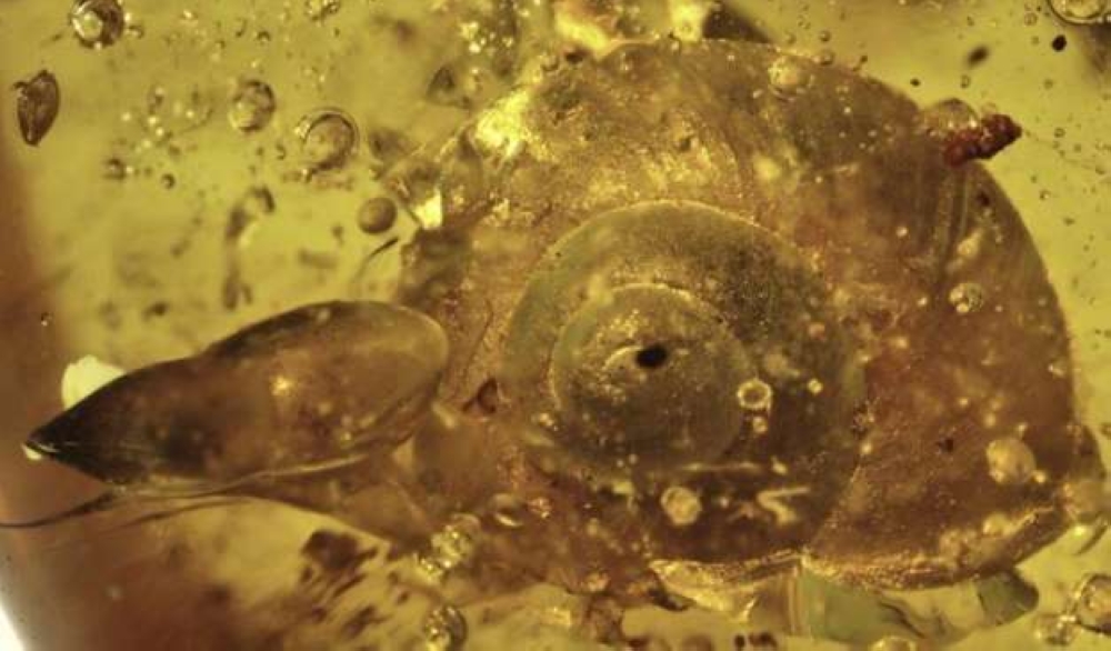 99-million-year-old snail preserved in amber
