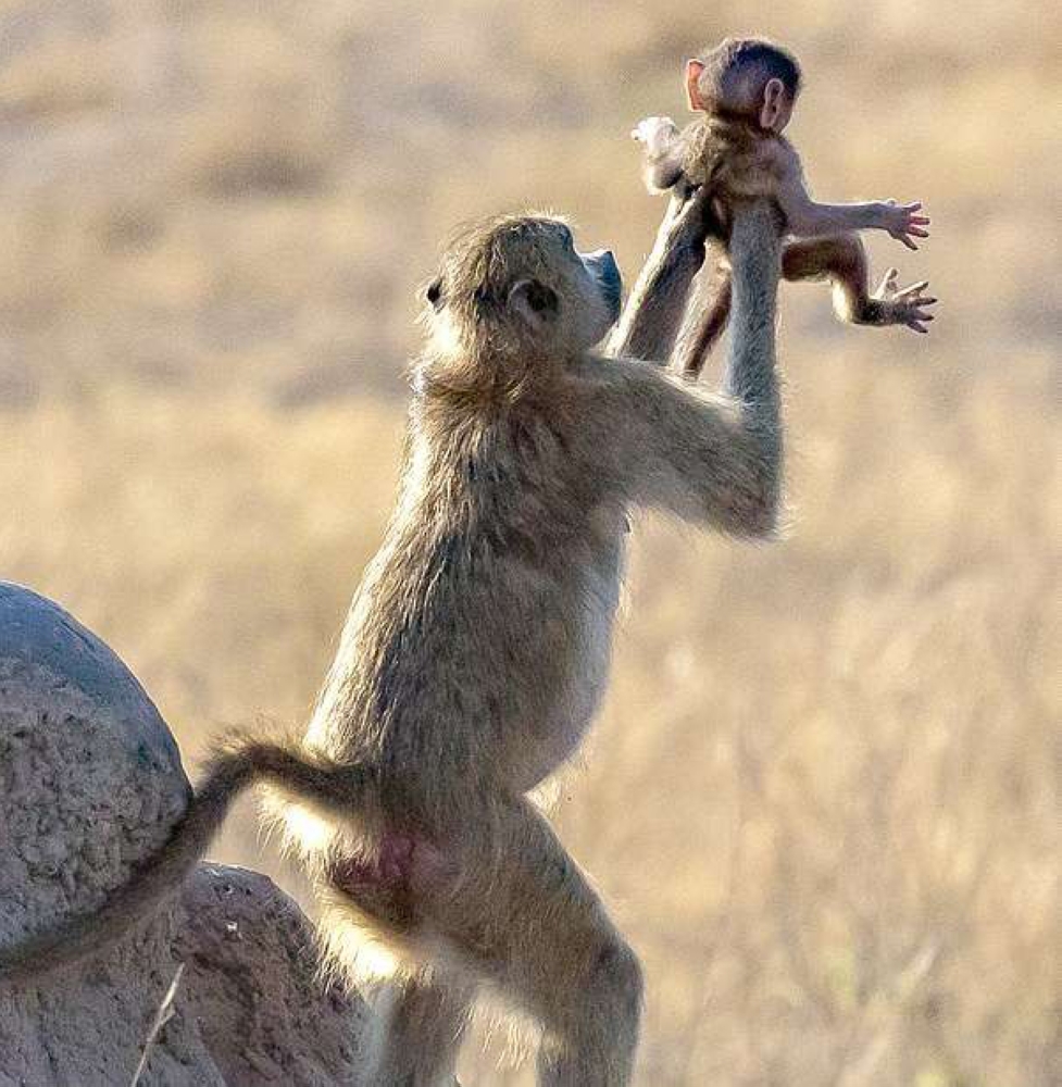 


This photo of Associated 
Newspapers Limited by photographer 
Dafna Ben Nun shows the incredible 
real life Lion King scene. 