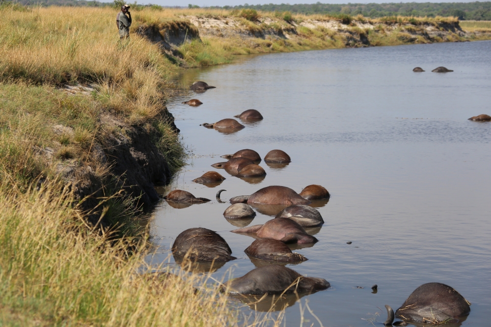 Buffalo carcasses are seen in the Chobe river, Nambia, on the country’s border with Botswana, on Thursday. 