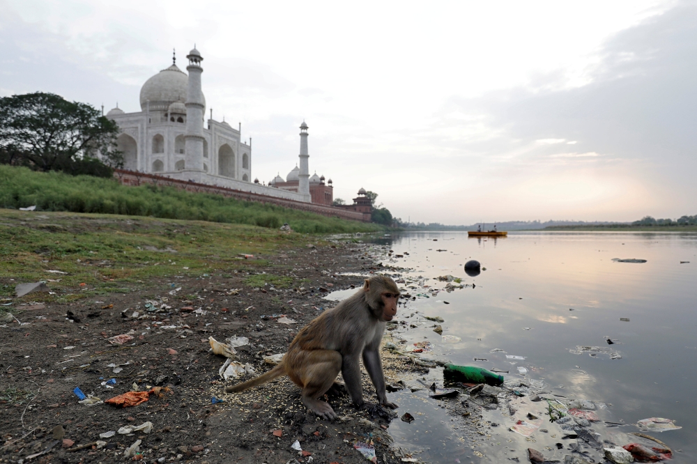 A monkey looks for eatables on the polluted banks of the Yamuna river, next to the historic Taj Mahal in Agra, India, in this May 19, 2018 file photo. — Reuters